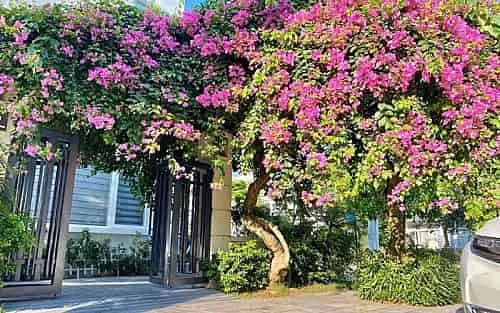 Villa Ngọc Trai NT14